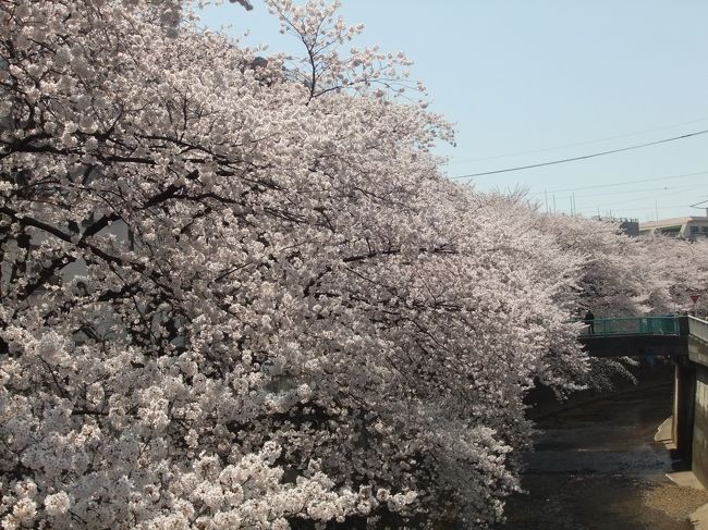 石神井川沿いから城北公園にかけてお散歩しました。<br />桜がとっても綺麗。満開です。<br />この時期は花見の人が沢山出ていて一番賑わう季節です。