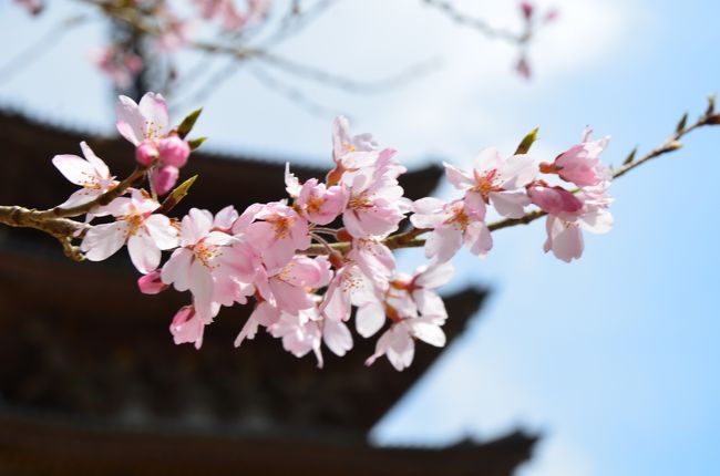 ちょっと早かった京都の桜　vol.3 醍醐寺でやっと見つけた見ごたえある桜