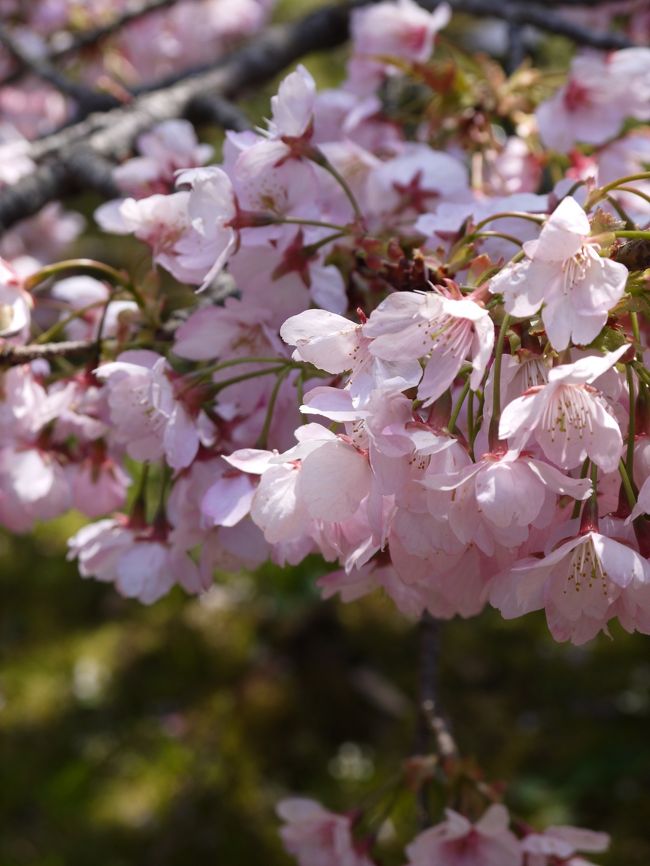 醍醐寺の桜です。