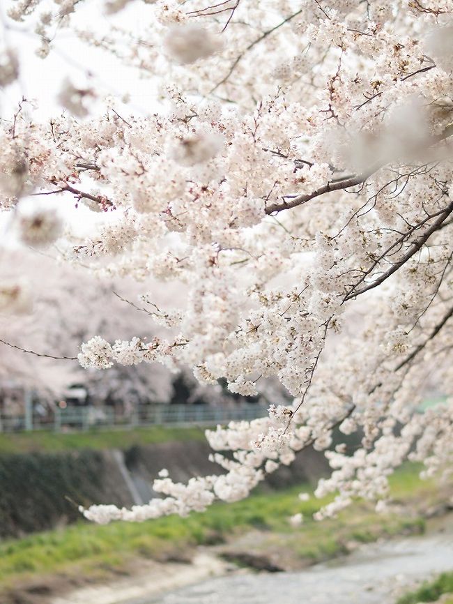 ２年間で愛知県を遊びつくせ！No.23＜名古屋市　名東区＞<br /><br />名古屋市内の桜も満開になりました。<br />行ってみたい桜の名所はたくさんあるけれど・・・<br /><br />やっぱりまずはのんびり川沿いをお散歩しながら桜が見たい<br /><br />名東区内を流れる「香流川」に行ってみることにしました<br /><br />平日に行ったのですが、たくさんの人がお花見お散歩を楽しんでいました。<br /><br />
