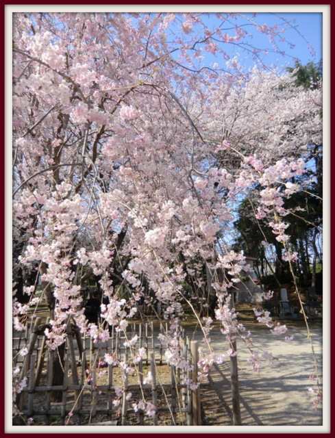 春爛漫♪<br />日本中の各地から桜の便りが届き始めました。<br />この数日で、一気に咲き始めた桜、水曜日には雨が降り桜も散ってしまうかも・・・<br /><br />以前から訪れてみたかった「矢切の渡し」、川の向こうはフーテンの寅さんで有名な柴又。<br />暖かな春のひととき、桜を求めて、いにしえの古戦場「里見公園」、伊藤左千夫の「野菊の墓」に出てくる「矢切の渡し」、そして江戸川を渡った対岸の、フーテンの寅さんでおなじみの「柴又」、真間山・弘法寺周辺をそぞろ歩きました。<br />