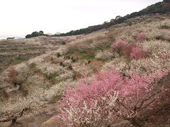 綾部山梅林　～ひと目二万本、海の見える梅林～　兵庫県たつの市御津町