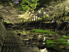 夜桜見物・西宮夙川公園