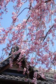ひとりお花見部　谷中・上野で 2012年度 二回めのお花見