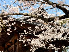 「さくら　・　サクラ　・　都心の桜　！！　　 増上寺～　桜田門～　千鳥ヶ淵　」　2012