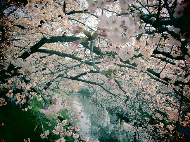 やっと遅い春がやってきましたね！太平洋沿岸の各地から桜の便りが伝わってきましたが、まだまだ近江の地は開花しておりません…<br />麗らかな陽気に誘われて、日本さくら名所100選に選ばれている東海地方の桜の名所にお出かけしてきました。<br /><br />各務原市の新境川堤に引き続いて行ったのは、岩倉市の五条川です。
