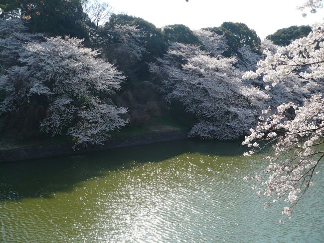 週末は花見客でごった返す千鳥ヶ淵。<br /><br />都内の桜の名所では一番好きな場所！ですが<br />週末の激混みのときに行くのをためらっているうちに<br />見頃を迎えてしまいました〜。<br /><br />都内では今週始めが桜のピークらしいので<br />今朝は１時間早起きして、出勤前にサクッとお花見をしてきました〜(^o^)/<br />