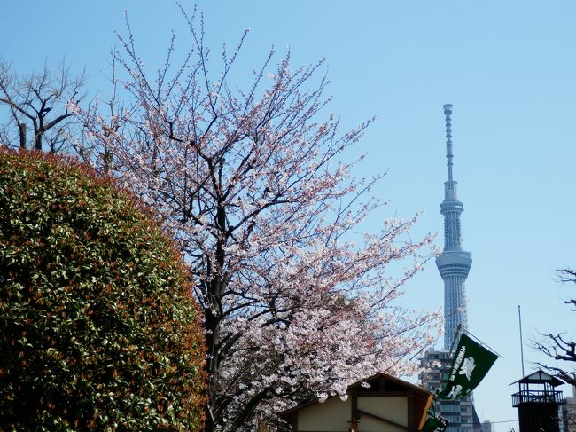 今話題の東京スカイツリーが、５月に開業し一般公開される前に一度見物したいと思い、バスでお上りさんの大江戸見物の旅に出かける。<br />桜満開のこの時季を、浅草・浅草寺から桜越しにスカイツリーを眺め、お祭り（白鷺の舞）の行列とともに人ごみのなか仲見世通りを歩き、江戸情緒を楽しむ。<br />つぎにバスは、隅田川〜荒川の土手の桜と遊覧屋形船を眺めつつ、柴又帝釈天のお釈迦様の花まつりとみやげ物、食べ物屋の立ち並ぶ帝釈天参道をぶらぶら歩く。