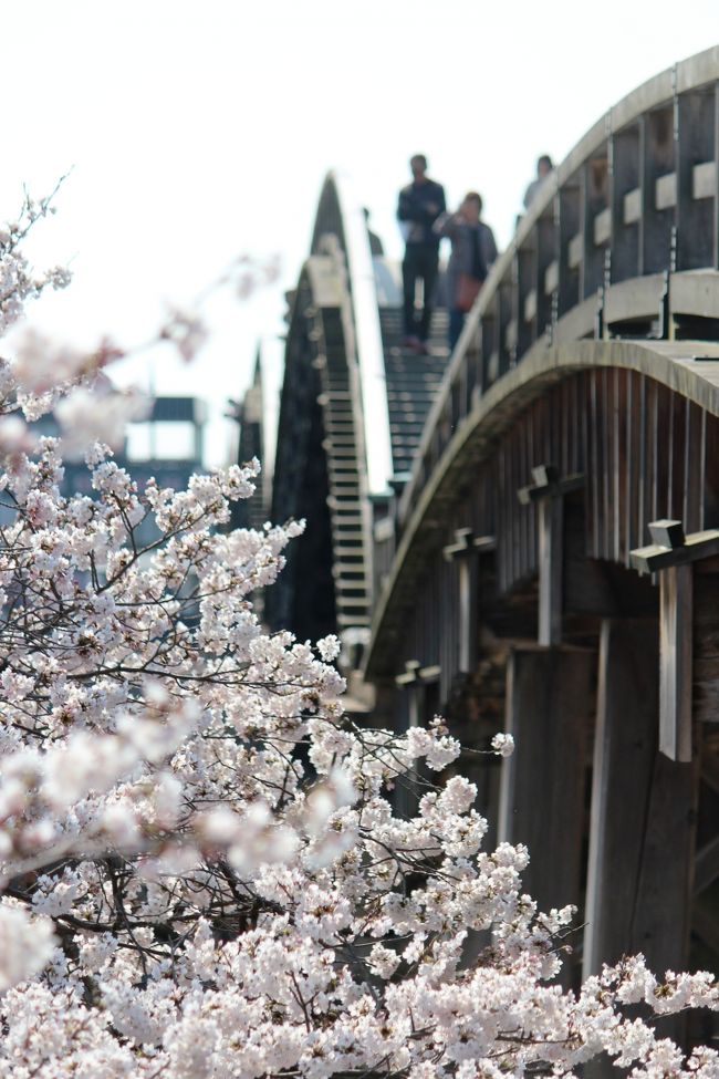 寒い寒い冬を乗り越えて、待ちに待った春がやって来た！<br /><br />天気予報は晴れ。桜もそろそろ満開になりそう♪<br /><br />それならやっぱりお花見に行くしかないっしょ！<br /><br />去年は宮島に行ったので、今年は錦帯橋に決定。<br /><br /><br />それでは、しゅっぱ〜つ(^^)/