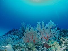 うーじの島、多良間の海【2:ダイビング】