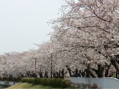 2012土浦ご近所 桜めぐり