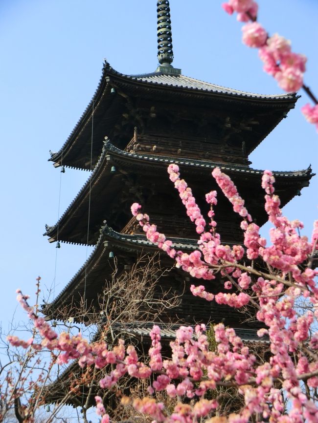 去年は桜が終わったころ桃の花が満開だった備中国分寺。今年はそれより早い時期に桜を見に車を走らせこの地へやってきました。我が家から車で３０分かからないくらいの所です