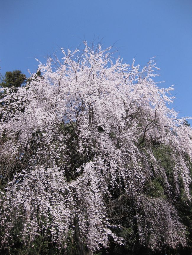 遅い開花となった、今年の桜<br /><br />お天気を選んで、人出を覚悟して、醍醐寺へお花見へ。<br /><br />枝垂れ桜、満開のものはとっても優美な咲きっぷり。<br /><br />まだまだ全部とはいかないまでも、見事な桜でした。<br /><br />そして、人もすごい賑わいでした。<br /><br />