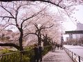 飯田橋の桜良い