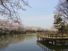 太田ヶ谷沼は春が満開！