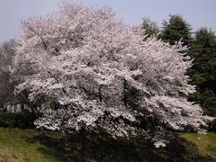 ●津田山でお花見