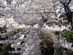 ●津田山から登戸まで桜めぐり