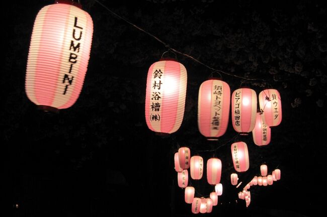 2012春、名古屋市内の夜桜見物(3/3)：那古野神社の夜桜、天白川の夜桜