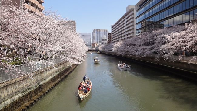 東京で働いていた頃は桜が開花する前から毎日桜の観察散歩をしていましたが、北海道に転勤になり２年目・・・<br />ソメイヨシノが恋しい！ひと足もふた足も早く春を感じるために<br />期限切れ迫るパパJALマイルを使い、そしてちゃっかり一日お休みをもらい東京に花見に行って来ました☆彡<br />日頃の行いが良いので、ちょうど桜も満開♪ 大好きな街、深川を中心とした桜観察記です。<br />