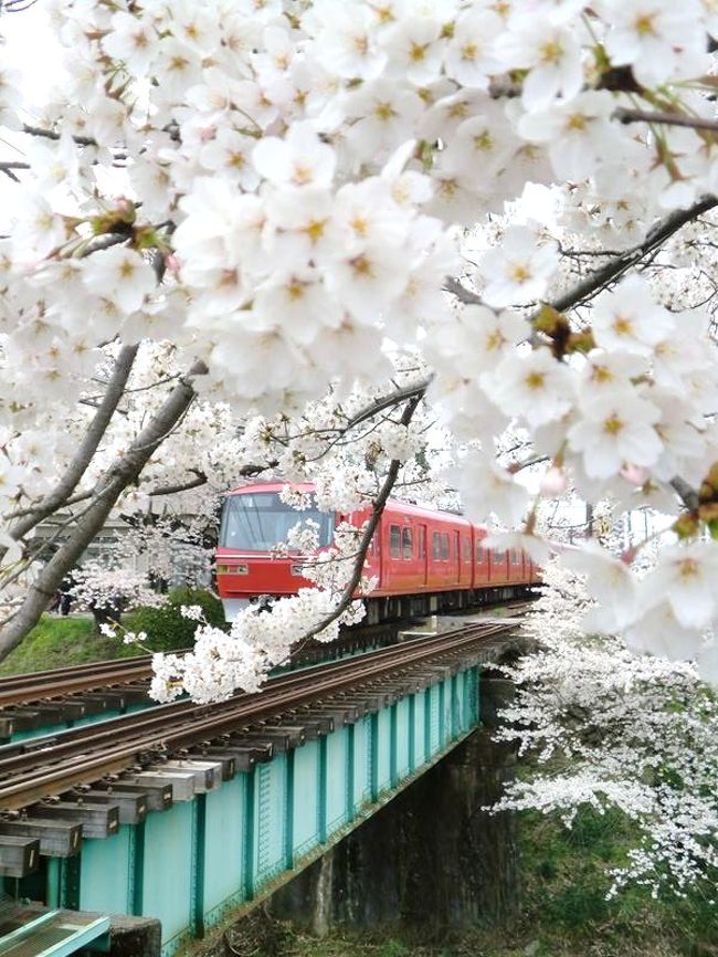 岩倉 大口五条川と新境川の桜２０１２ ４月１０日 岩倉 江南 愛知県 の旅行記 ブログ By みっちゃん１６３６さん フォートラベル