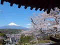 妙松寺の桜と富士山・リベンジ