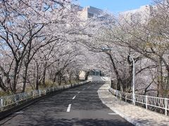 桜の意外な穴場、大学病院