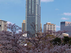 ２０１２　東京ミッドタウン　桜　満開　下