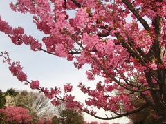 横浜緋桜がいっぱい！本牧山頂公園