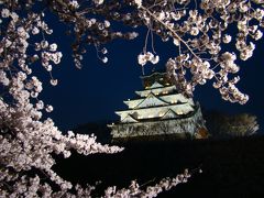 満開宣言後の大阪城の桜