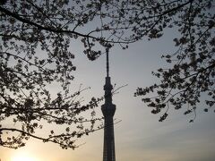 東京の満開の桜を訪ねる(平成24年春）: