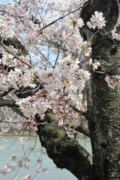 2012春、満開が近くなった洲原公園の桜(2/4)：ソメイヨシノ、洲原池