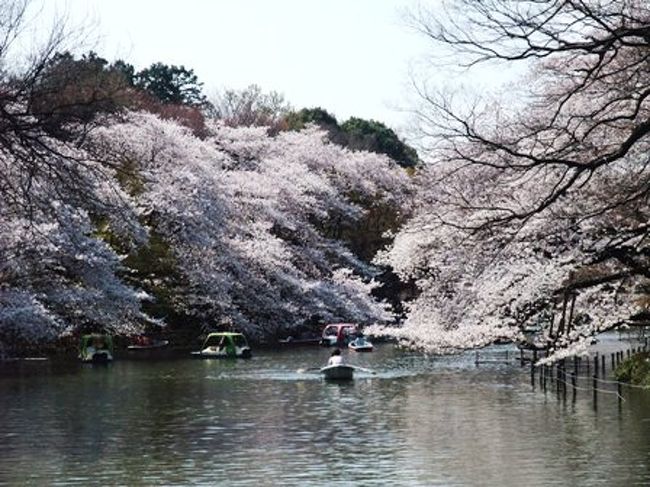 全国的に遅れていた桜の開花ですが、東京の桜も３月の気温が<br />低かったのでなかなか開花せず、例年に比べて桜も遅れ気味････<br /><br />しかし、今月に入り急に春めき一気に桜が満開になりました〜。<br /><br />桜の時期になると「京都「信州」「東北」と桜の名所に旅行に<br />出掛けたくなる私ですが、自分が住んでいる「東京」には<br />数多くの「桜の名所」があります。<br /><br />そんな事で、桜旅行も良いけれど･･･近くの桜の名所をもっと楽しもう〜<br />と思い、ここ４年くらい東京の桜の名所に少しずつ出掛けています。<br /><br />今年、最初に訪れたのは同じ東京でも「多摩地区の桜の名所」････<br />吉祥寺にある井の頭公園に訪れました〜。<br /><br />吉祥寺は自然もあって、ちょっぴりお洒落なショッピングタウンとしても<br />人気の「住んでみたい街」の上位に入る中央線沿線の人気の地域です。<br /><br />今回は「桜」も目的の１つだったけれど、親に頼まれたケーキ買うが<br />最大の目的だったかも〜。良いお天気の中、桜を満喫して来ました★<br />