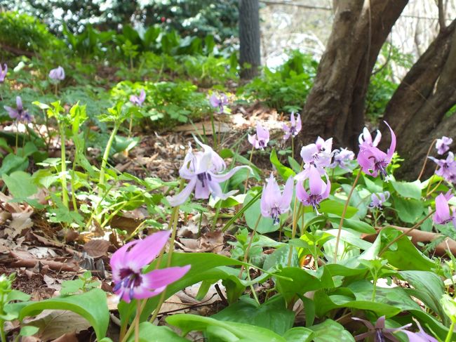 １０数年ぶりに「城山カタクリの里」を訪ねました。　群生地は以前よりかなり広く成っていて種類も多く感じました．好天続きしかも昼前でカタクリ達少し疲れ気味の様に見えました。