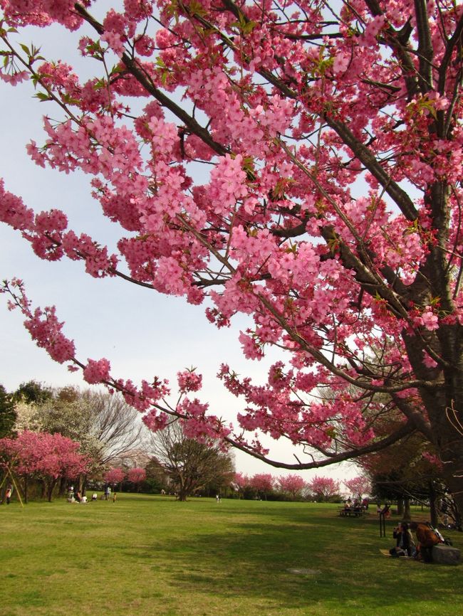 横浜には、横浜緋桜というのがあります。<br /><br />マイカル本牧近くにある「本牧山頂公園」に原木があり、<br />その周りを取り囲むようにたくさんの横浜緋桜たち。<br /><br />華やかな、緋色のサクラ。<br /><br />染井吉野が咲く時期。<br />この場所では、白いサクラの花見ではなく、<br />赤いサクラの花見が出来ます。