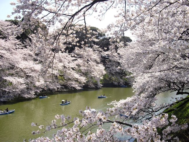 千鳥ヶ淵、靖国神社・目黒川沿いの桜を見に行った