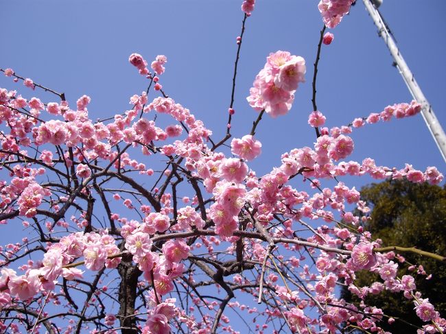 東京散歩（亀戸天神社梅まつり）