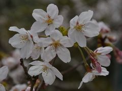 古都の風情を感じつつ、桜も人もてんこ盛り in KYOTO