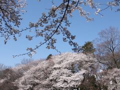 春爛漫、満開の桜が見たくて井の頭公園に行ってみました