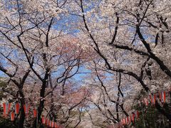 2012・東京の桜&#10047;