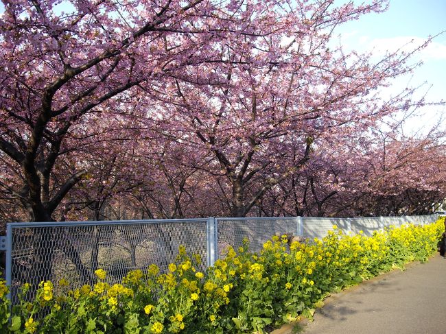 三崎散策と河津桜