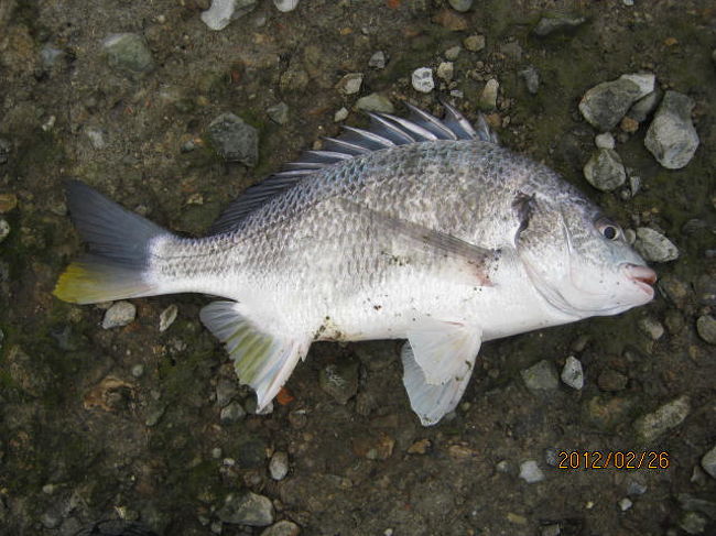 　　　　　　　　　　　　　　　　　　　　　　　　　　　　　　　　　　　　　　　　　　　　　　　　　　　　　　　　　　釣仲間と魚