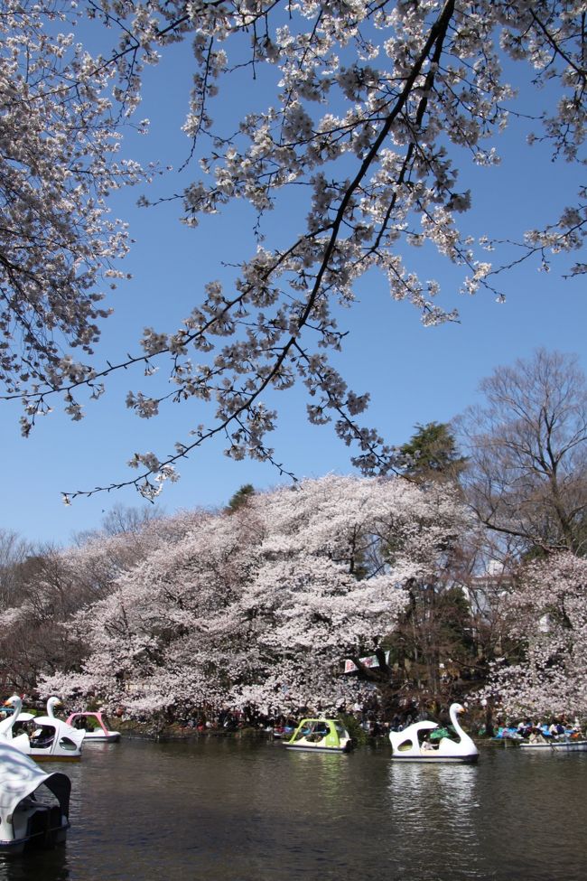 ここ数年、桜が咲くとお花見に出かけていましたが、都内の有名スポットはだいたい行ってしまったので、今年は少し足を延ばして井の頭公園に出かけてみました。<br /><br />例年より開花が遅れやっと咲いた桜を求めて、多くの人が公園を目指します。<br /><br />水面に向かって咲く桜は、井の頭公園ならではの光景です。<br /><br />自然文化園にも入り、動物園ではリスを間近で見て楽しめました。<br /><br />その後、池の周りをぐる〜っと巡りましたが、もの凄い人手で宴会を催している人も相当多く、あまりゆっくりとは桜を鑑賞出来ませんでしたが、満開の桜を見て春の訪れを感じた１日でした。<br /><br /><br />