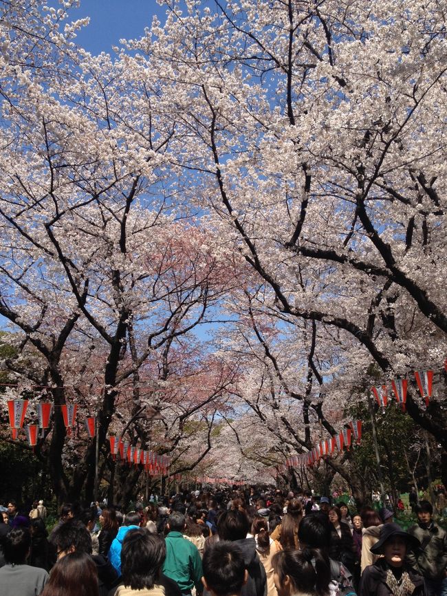 気持ちのいい日曜日、桜が満開だったので、お花見に行ってきました。<br /><br />上野、新宿御苑、中目黒と東京の有名所を周りました。こんなに満開できれいな桜は久しぶりに見て、心も晴れやかになりました！人は多かったけど、みんなも楽しそうな顔でやっと春が来たんだな〜と嬉しくなりました。<br /><br />ほんとは千鳥ヶ淵にも行こうと思ったけど、さすがに疲れて断念・・・笑