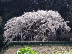 岡崎　奥山田のしだれ桜