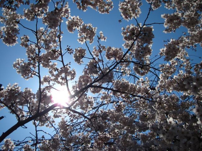 お天気も良くて、千鳥ヶ淵では桜が満開でした！！<br /><br />目黒川もちょっとだけ行ってきました＾＾