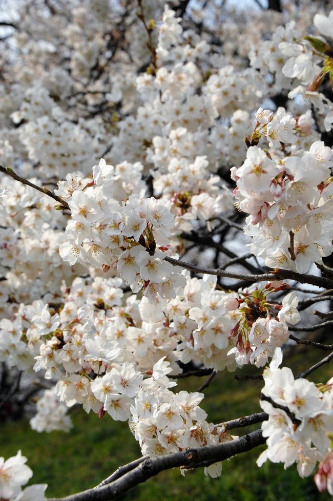 さて、4月9日の千本桜の続きです。<br /><br />因みに、昨年の背割堤の桜はこちら。<br />http://4travel.jp/traveler/chinaart/album/10558788/<br />昨年のこの時は、陽差しが良かったので明るい写真が沢山でした。