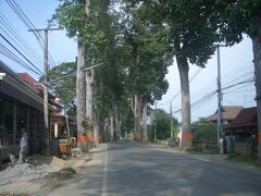 チェンマイ　4泊8日　参ノ巻　ランプーンと旧街道　（並木道）