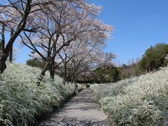満開だ！！！！桜とユキヤナギのコラボ・・・・（愛知県緑化センターで！）