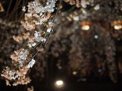 2012花見旅！　Vol.03　祇園白川夜桜見物と「うずら屋」の話。
