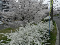 『桜公園』◆ご近所の超マイナースポットで花見（大阪府枚方市）